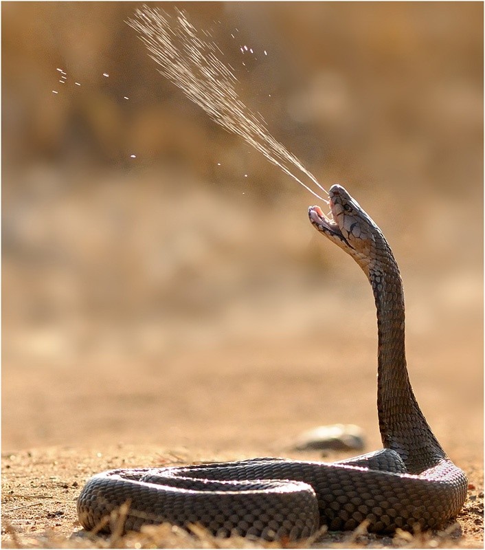 Photo:  Mozambique Spitting Cobra